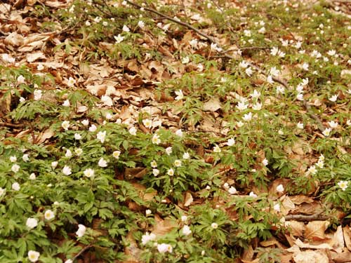 Foto Floarea Pastelui (c) Petru Goja